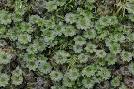 Attēlu rezultāti vaicājumam “Rhodobryum roseum”