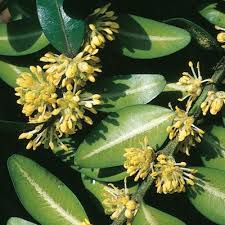Attēlu rezultāti vaicājumam “Buxus sempervirens flower”