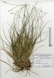 Attēlu rezultāti vaicājumam “Carex loliacea”