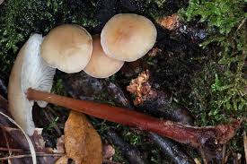 Attēlu rezultāti vaicājumam “Collybia acervata”
