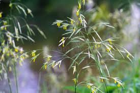 Attēlu rezultāti vaicājumam “Bromopsis inermis leaf”