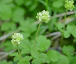 Attēlu rezultāti vaicājumam “Adoxa moschatellina”