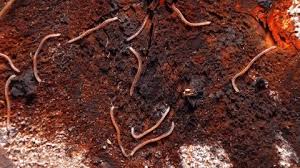 Attēlu rezultāti vaicājumam “Gordius aquaticus”