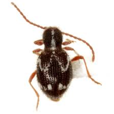 Attēlu rezultāti vaicājumam “Ptinus sp.”