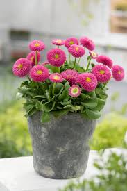 Image result for Bellis perennis