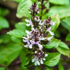 Attēlu rezultāti vaicājumam “Ocimum basilicum flower”