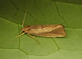 Attēlu rezultāti vaicājumam “Glyphipterigidae”