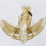 Attēlu rezultāti vaicājumam “Agonopterix alstromeriana”