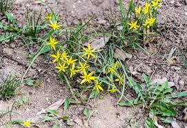 Attēlu rezultāti vaicājumam “Gagea pratensis flower”