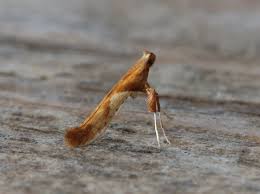 Attēlu rezultāti vaicājumam “Caloptilia hemidactylella”