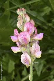 Image result for Onobrychis viciifolia