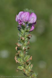 Attēlu rezultāti vaicājumam “Ononis arvensis leaf”
