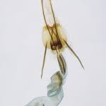 Attēlu rezultāti vaicājumam “Coleophora alticolella”