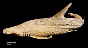 Image result for Sphyrna