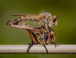 Attēlu rezultāti vaicājumam “Trypetoptera punctulata”