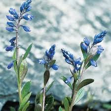 Attēlu rezultāti vaicājumam “Polygala amarella”