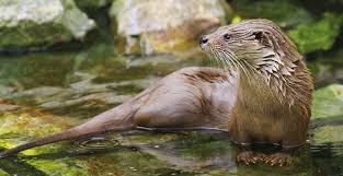 Attēlu rezultāti vaicājumam “Lutra lutra”