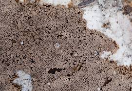 Attēlu rezultāti vaicājumam “Merismodes anomala”