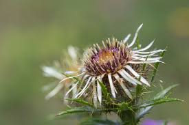 Attēlu rezultāti vaicājumam “Carlina vulgaris flower”