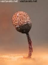 Attēlu rezultāti vaicājumam “Cribraria piriformis”