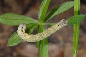 Attēlu rezultāti vaicājumam “Catarhoe rubidata”