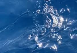 Image result for Kajikia albida