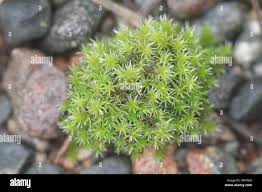 Attēlu rezultāti vaicājumam “Racomitrium canescens sporophyte”