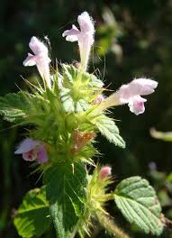 Attēlu rezultāti vaicājumam “Galeopsis tetrahit”
