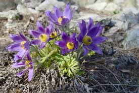 Attēlu rezultāti vaicājumam “Pulsatilla patens”