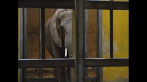 Image result for sad elephant