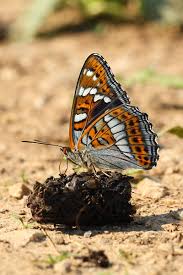 Attēlu rezultāti vaicājumam “Limenitis populi upperside”