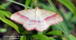 Attēlu rezultāti vaicājumam “Rhodostrophia vibicaria”