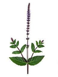 Attēlu rezultāti vaicājumam “Salvia nemorosa leaf”