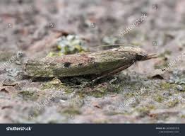 Attēlu rezultāti vaicājumam “Aphomia sociella female”