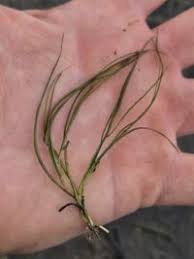 Attēlu rezultāti vaicājumam “Stuckenia pectinata”