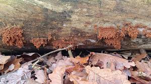 Attēlu rezultāti vaicājumam “Craterium minutum cf. var. brunneum spores”