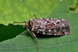 Attēlu rezultāti vaicājumam “Lycophotia porphyrea”