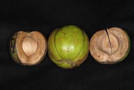 Attēlu rezultāti vaicājumam “Carya ovata fruit”