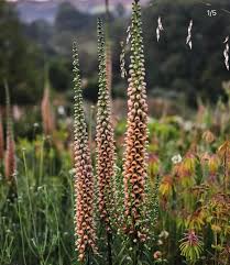 Image result for Digitalis ferruginea