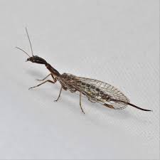 Attēlu rezultāti vaicājumam “Raphidioptera imago”