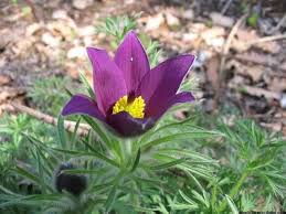 Attēlu rezultāti vaicājumam “Pulsatilla vulgaris”