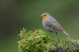 Attēlu rezultāti vaicājumam “Erithacus rubecula adult”
