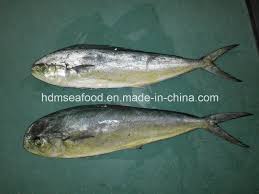 Image result for Coryphaena hippurus