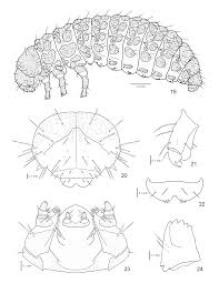Attēlu rezultāti vaicājumam “Gonioctena viminalis”