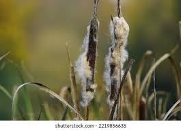 Attēlu rezultāti vaicājumam “Typhaceae”