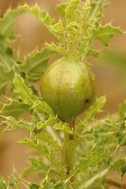 Attēlu rezultāti vaicājumam “Urophora cardui”