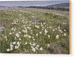 Attēlu rezultāti vaicājumam “Glaux maritima flower”