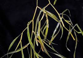 Attēlu rezultāti vaicājumam “Potamogeton compressus”