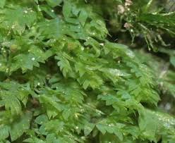 Attēlu rezultāti vaicājumam “Schistostega pennata”