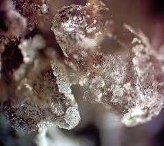 Attēlu rezultāti vaicājumam “Didymium crustaceum”